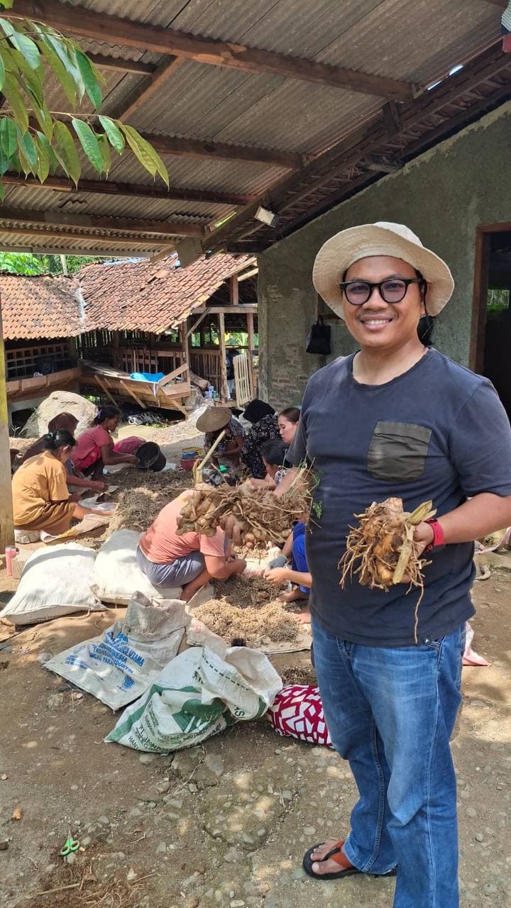 Petani memegang rimpang temu lawak segar (Curcuma xanthorrhiza) dengan latar tim sortasi di pelataran rumah produksi