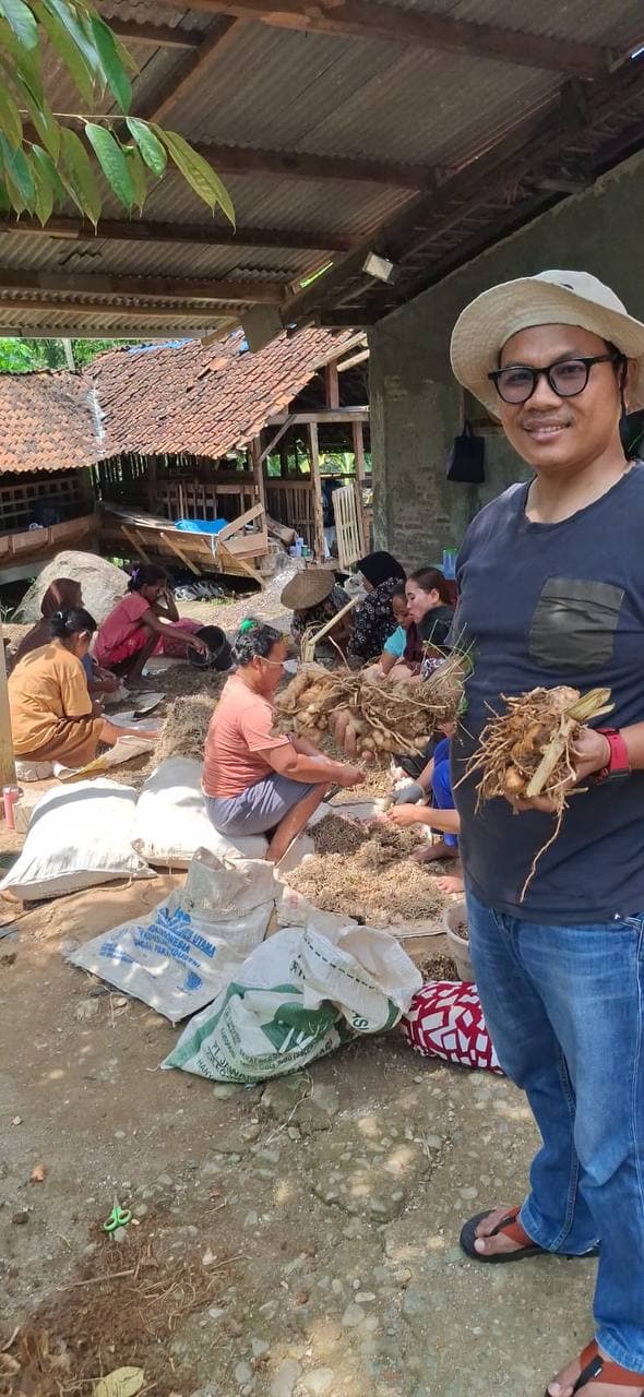 Pekerja kampung melakukan sortasi temu lawak di pelataran rumah produksi - ekonomi rakyat berbasis herbal Nusantara